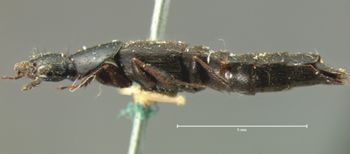 Media type: image;   Entomology 7277 Aspect: habitus lateral view